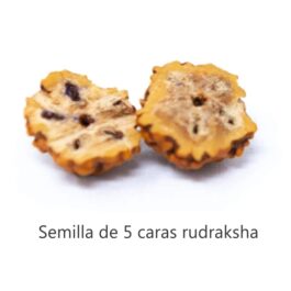 Japamala de Rudraksha 108 cuentas autenticas de 5 gajos + Pulsera